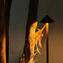 Luminária de mesa Portátil DILL